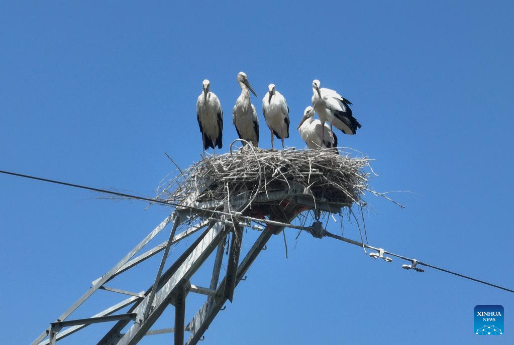 Persekitaran Elok, Pekan di Tangshan Jadi Habitat Burung Botak Putih