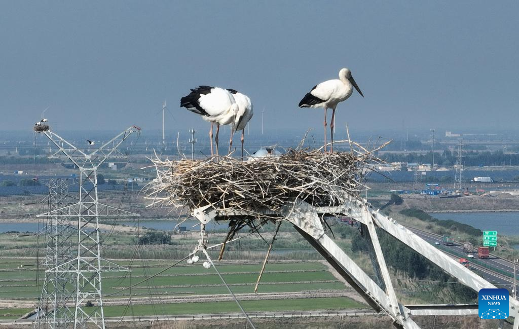 Persekitaran Elok, Pekan di Tangshan Jadi Habitat Burung Botak Putih