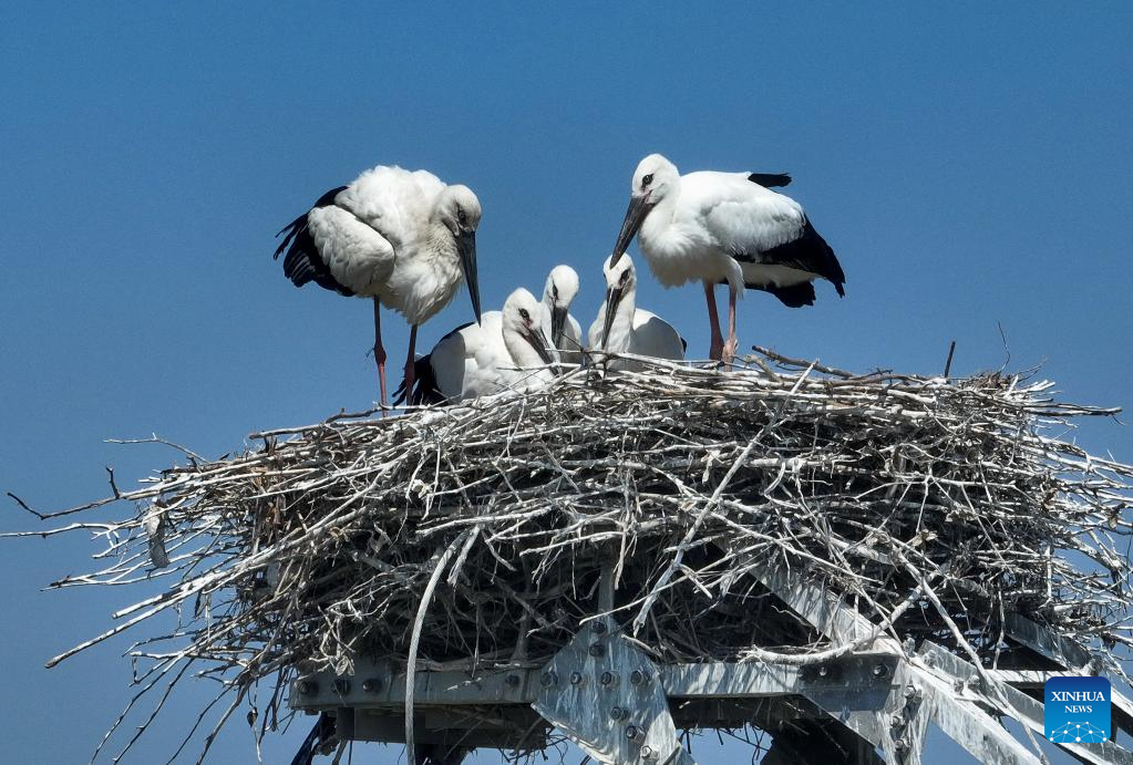 Persekitaran Elok, Pekan di Tangshan Jadi Habitat Burung Botak Putih