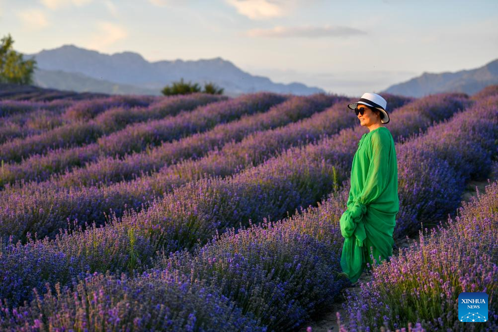 Penanaman Lavender Rancakkan Pelancongan di Barat Laut China