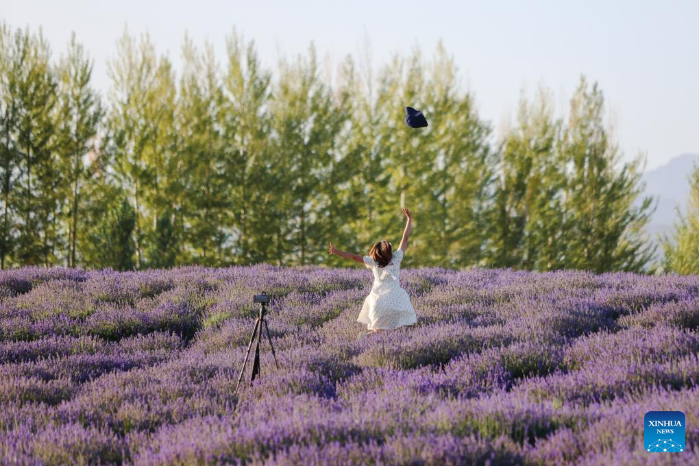 Penanaman Lavender Rancakkan Pelancongan di Barat Laut China