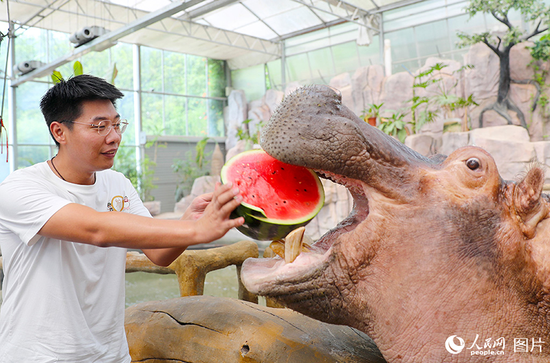 Haiwan Berdamai dengan Musim Panas di Qingdao