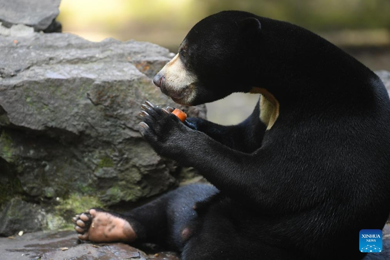 Beruang Madu Gamit Pelancong ke Zoo Hangzhou