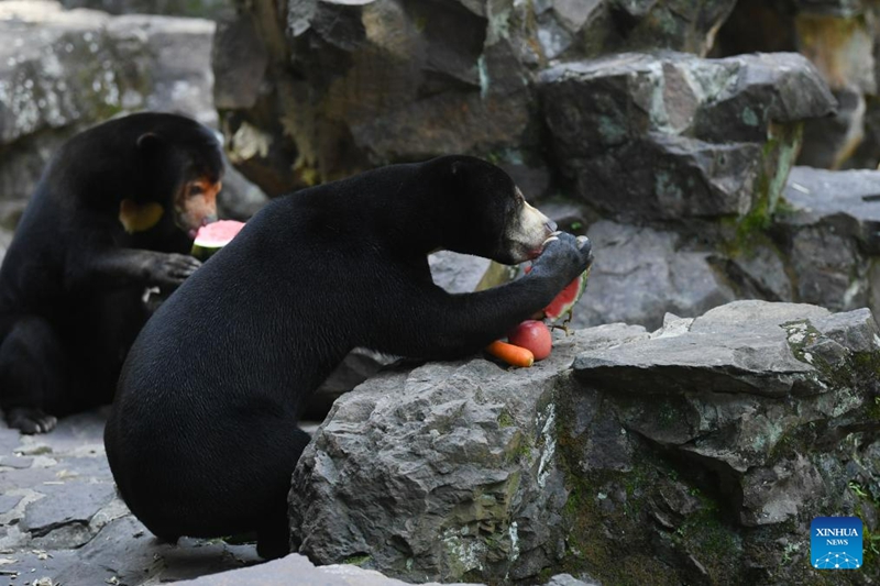 Beruang Madu Gamit Pelancong ke Zoo Hangzhou