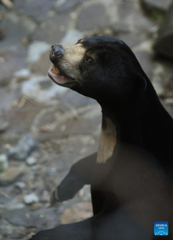 Beruang Madu Gamit Pelancong ke Zoo Hangzhou