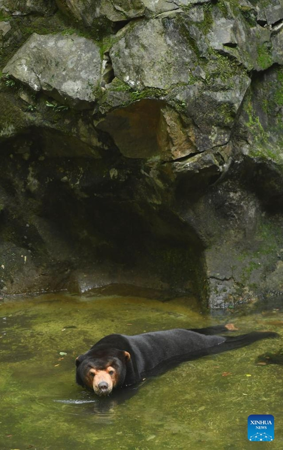 Beruang Madu Gamit Pelancong ke Zoo Hangzhou