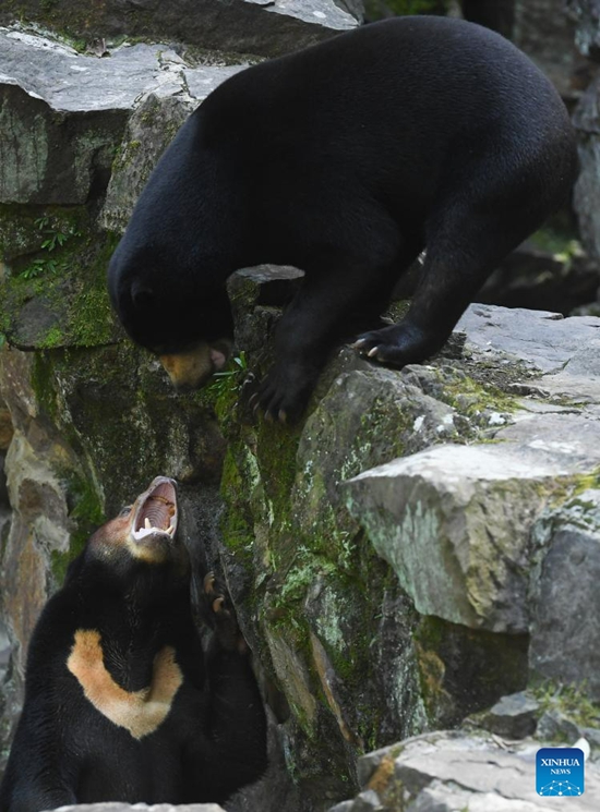 Beruang Madu Gamit Pelancong ke Zoo Hangzhou