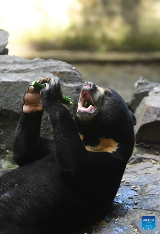 Beruang Madu Gamit Pelancong ke Zoo Hangzhou