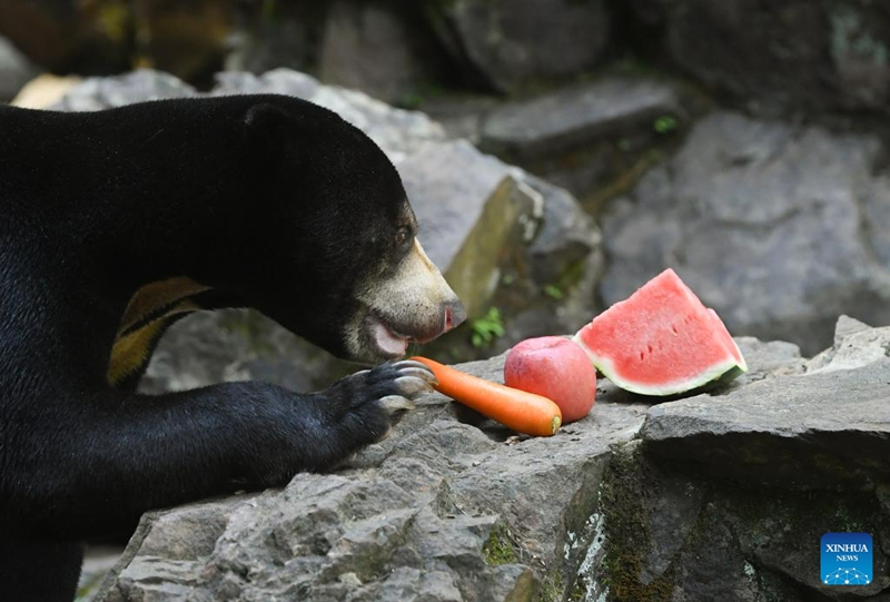 Beruang Madu Gamit Pelancong ke Zoo Hangzhou