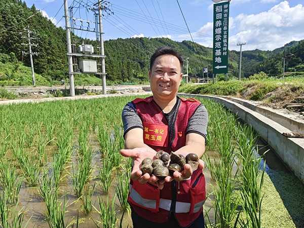 Siput yang akan dimasukkan ke dalam sawah. (Foto/Li Ning)