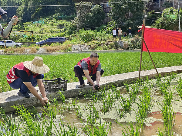 Pegawai tempatan memasukkan siput ke dalam sawah. (Foto/Li Ning)