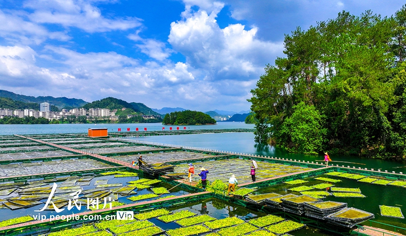 Staf pulau terapung ekologi sibuk bercucuk tanam. (foto: Yu Jianfeng/People's Daily Online)