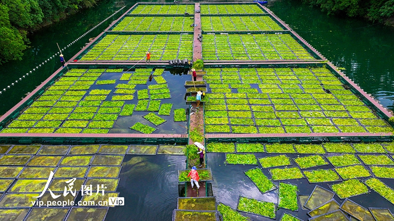 Staf Pulau Terapung Ekologi Sibuk Bercucuk Tanam