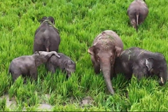 Kawanan Gajah Asia Cari Makan di Sawah Yunnan