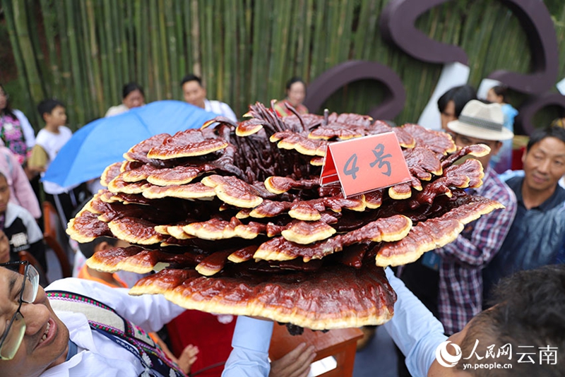 Cendawan Ganoderma Gergasi Ditemui di Yunnan