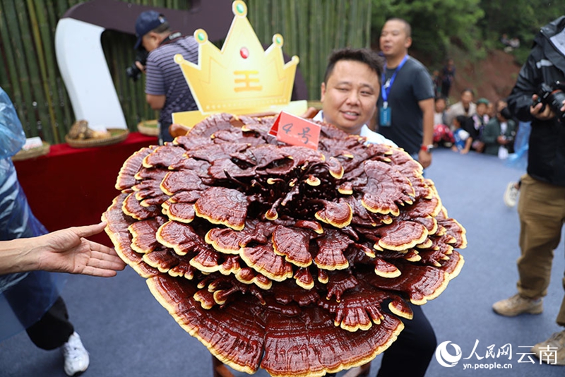 Cendawan Ganoderma Gergasi Ditemui di Yunnan