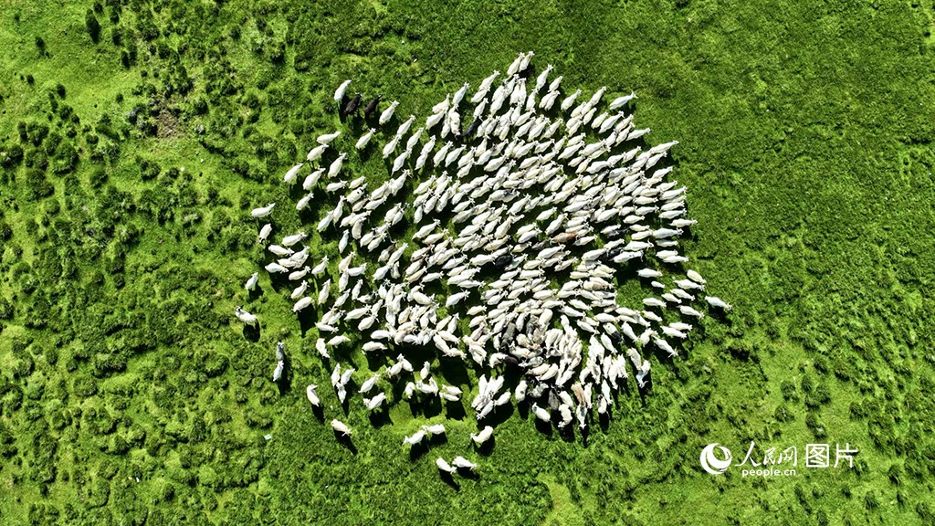 Kambing Kashmir mencari makan di padang ternakan. Haiwan ini berhabitat di Dataran Tinggi Changtang, barat laut Tibet. (People