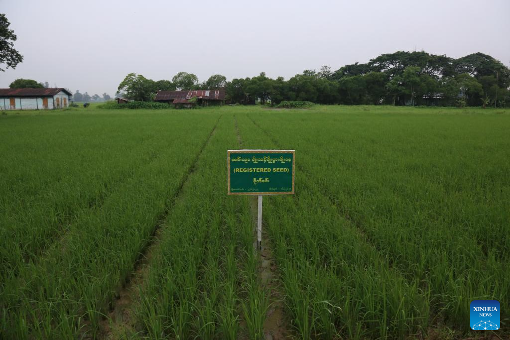 Foto yang diambil pada 8 Ogos 2023 ini menunjukkan ladang benih berdaftar di Yangon, Myanmar. (Foto oleh Myo Kyaw Soe/Xinhua)