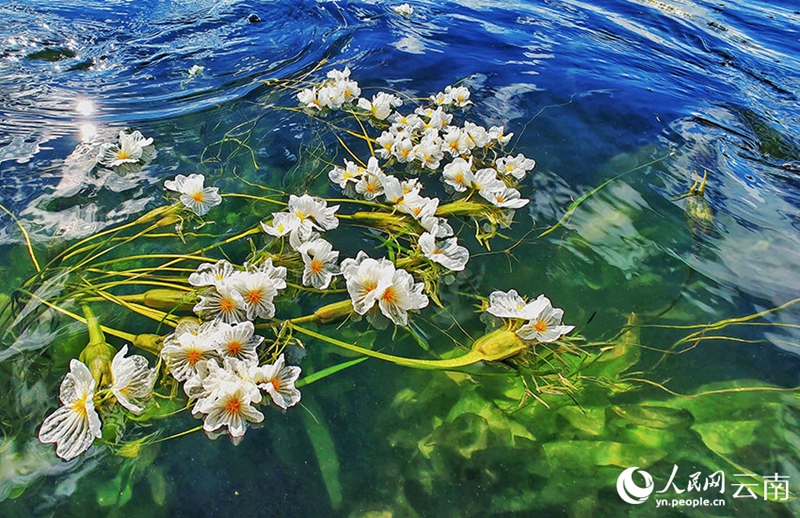 Ottelia acuminate kembang di Tasik Erhai, provinsi Yunnan. (foto: Wang Xialei/People's Daily Online)