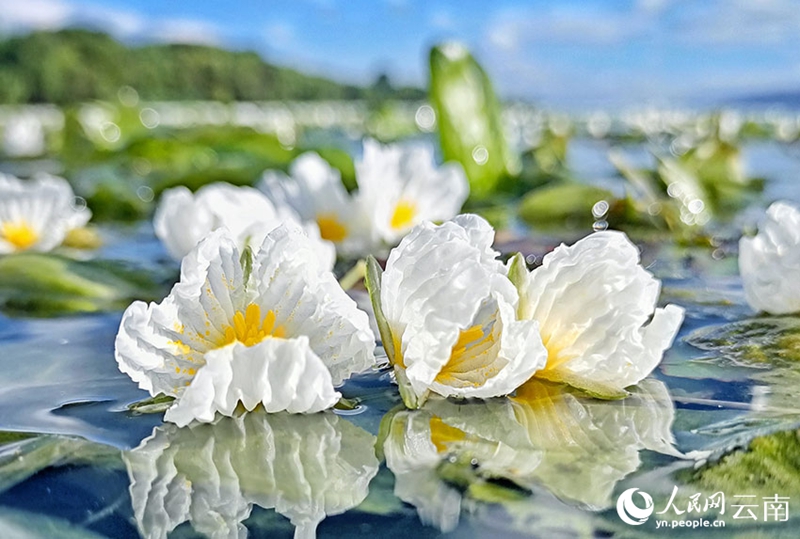 Ottelia Acuminate Mekar bagai Bintang Gugur ke Tasik