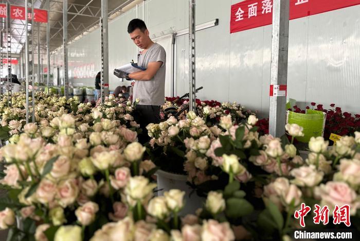 Kilang Mawar di Barat Laut China Sibuk Menjelang Hari Valentine Cina