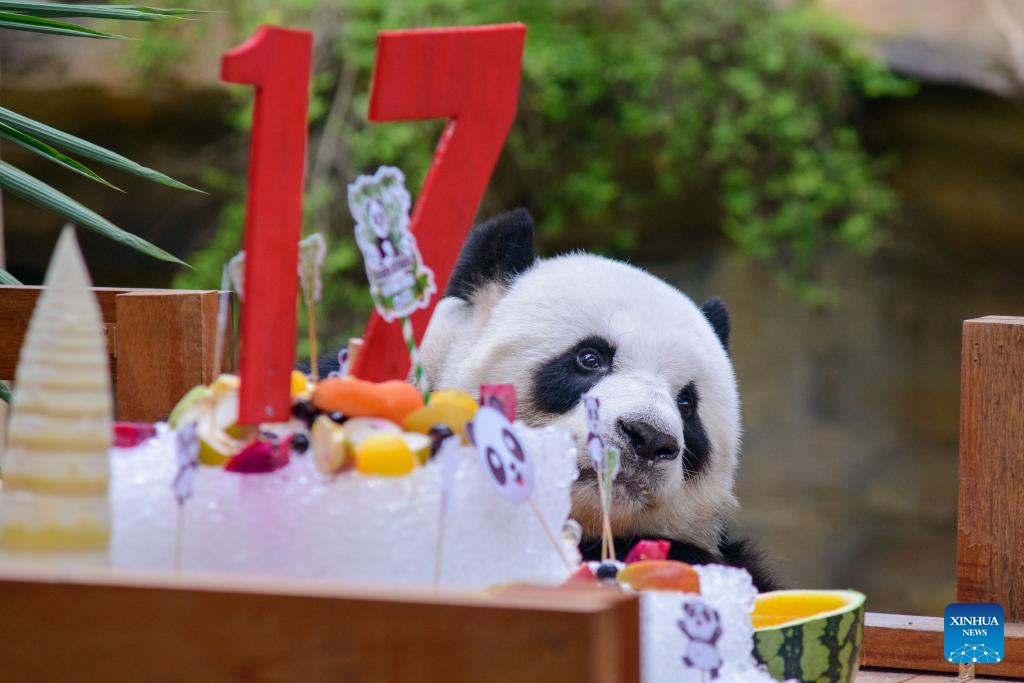 Panda gergasi Xing Xing menikmati hadiah hari jadi di Pusat Pemuliharaan Panda Gergasi di Zoo Negara, Kuala Lumpur, 23 Ogos 2023. (Xinhua/Chong Voon Chung)