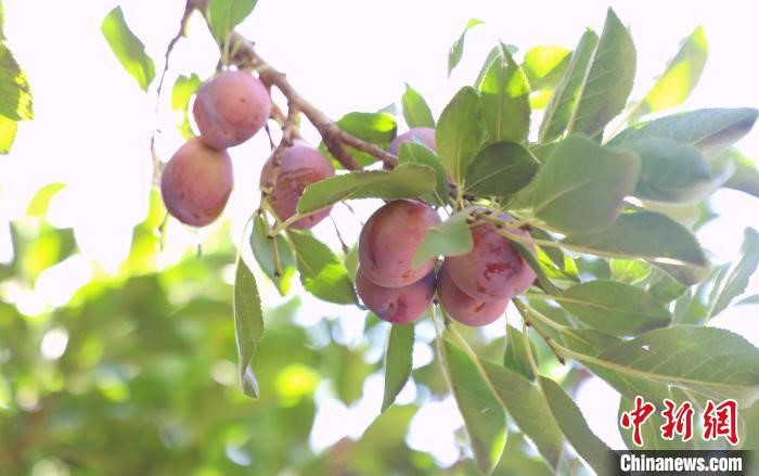 Sekarang tibanya musim memetik plum Xinjiang di kaunti Jiashi, Kashgar, Xinjiang. Kawasan penanaman plum Xinjiang di sini mencakupi 450,000 mu atau 30,000 hektar. Tahun ini, 360,000 mu (24,000 hektar) akan dituai, dengan jangkaan pengeluaran sebanyak 230,000 tan. (Foto/Zhou Xuan)