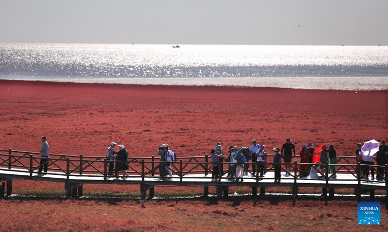 Pelancong mengunjungi pantai merah Honghaitan di Panjin, provinsi Liaoning, timur laut China pada 12 September 2023. Pantai Honghaitan terkenal dengan landskap hamparan merah rumpai Suaeda salsa. Rumpai ini antara sebilangan kecil spesies tumbuhan yang mampu hidup di tanah beralkali tinggi. (Xinhua/Yao Jianfeng)