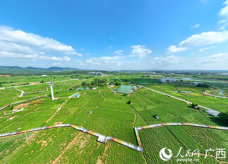 Taman Jasmin China di Hengzhou mempunyai lautan bunga melati seluas 10,000 ekar. (People's Daily Online/Fu Huazhou)