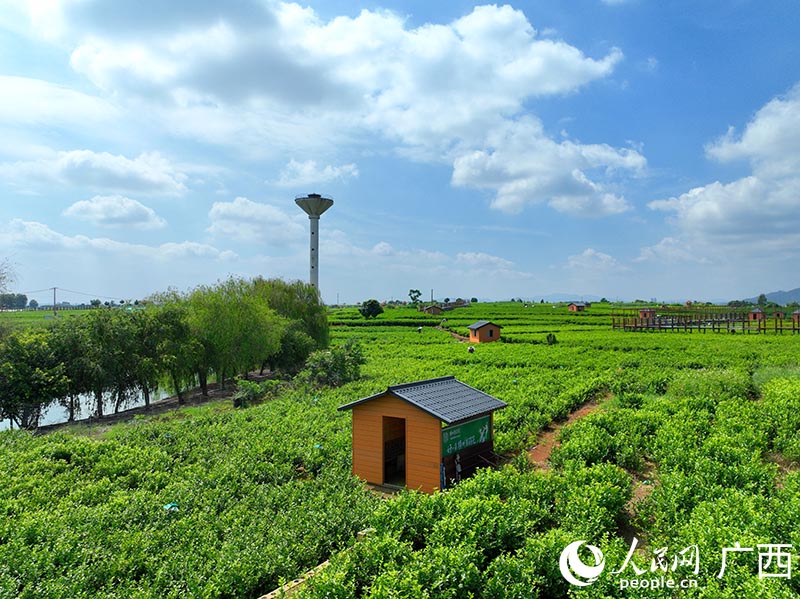 Hengzhou, Guangxi: ‘Kota Melati’ Memanfaatkan Industri Besar untuk Pemulihan Luar Bandar