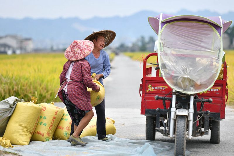 Kaum Tani China Nanti-nantikan Tuaian Melimpah