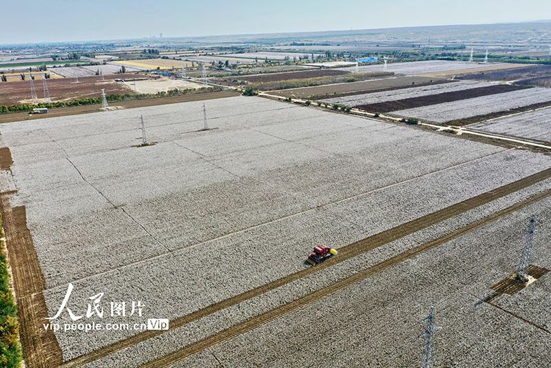 Hutubi, Xinjiang: Sibuk Tuai Kapas