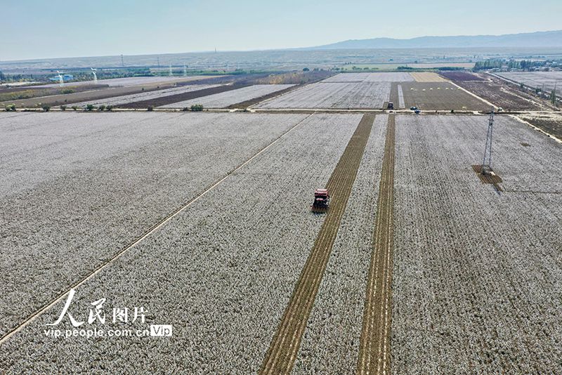 Hutubi, Xinjiang: Sibuk Tuai Kapas