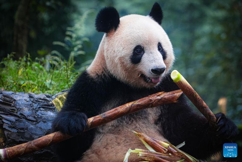 Panda Xiang Xiang Jumpa Orang Ramai di Ya’an