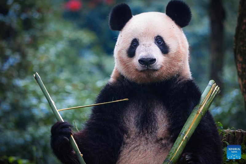 Panda Xiang Xiang Jumpa Orang Ramai di Ya’an