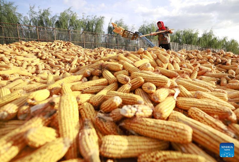 Seorang petani menganginkan jagung di kampung Kongjiazhuang, bandar Tangshan, provinsi Hebei, utara China, 4 Oktober 2023. (Xinhua/Yang Shiyao)