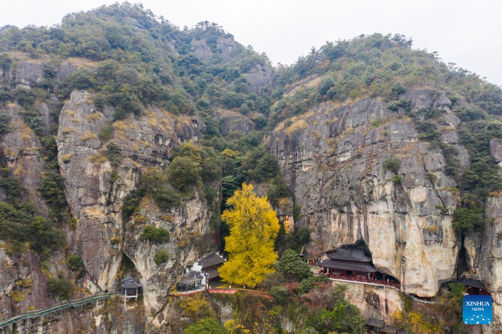 Foto udara yang diambil pada 26 November 2023 ini menunjukkan sepohon ginkgo tua di kawasan pelancongan Daciyan di bandar Jiande, provinsi Zhejiang, timur China. Pokok yang sudah berusia lebih 700 tahun ini menarik kedatangan orang ramai dengan dedaun yang berkilau keemasan. (Xinhua/Xu Yu)