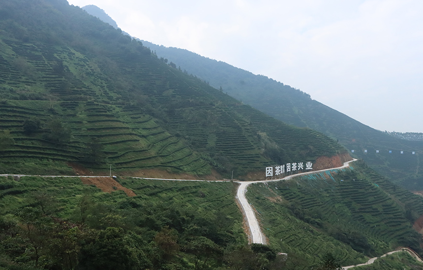 Ladang teh di pekan Xingye. 