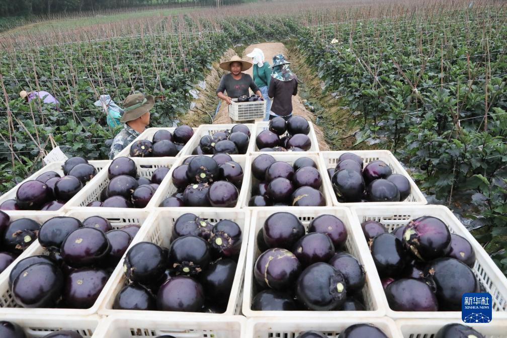 Yunnan Sibuk Bekal Sayur ke Utara China yang Dilanda Kesejukan