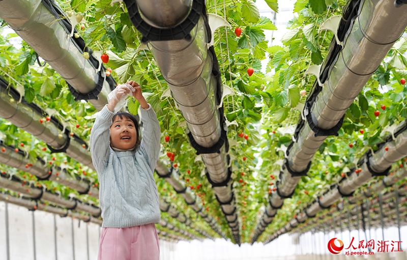 Kanak-kanak memetik strawberi di kebun strawberi tergantung di pekan Beiyang, daerah Huangyan, bandar Taizhou, provinsi Zhejiang. (People’s Daily Online/ Zhang Yongtao)