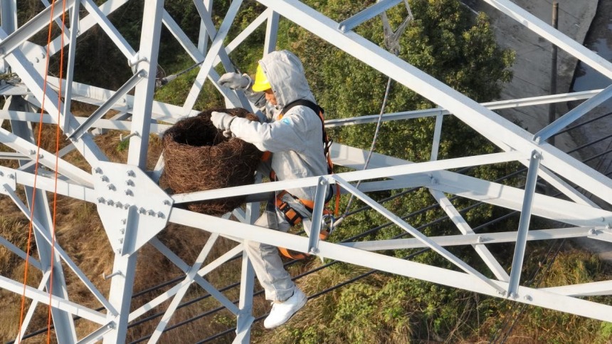 Kakitangan syarikat penghantaran dan pengedaran elektrik memasang sarang di menara. (Foto/Zhang Chi)