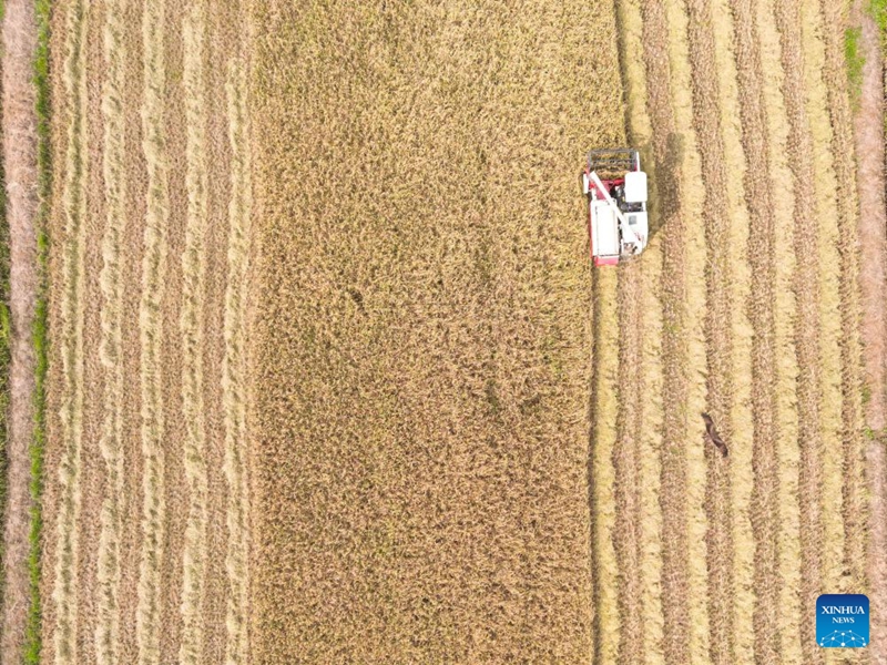 Pakar China Bantu Pesawah Cote d'Ivoire Banyakkan Hasil