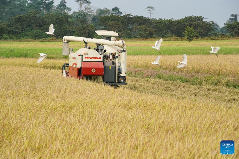 Pakar China Bantu Pesawah Cote d'Ivoire Banyakkan Hasil