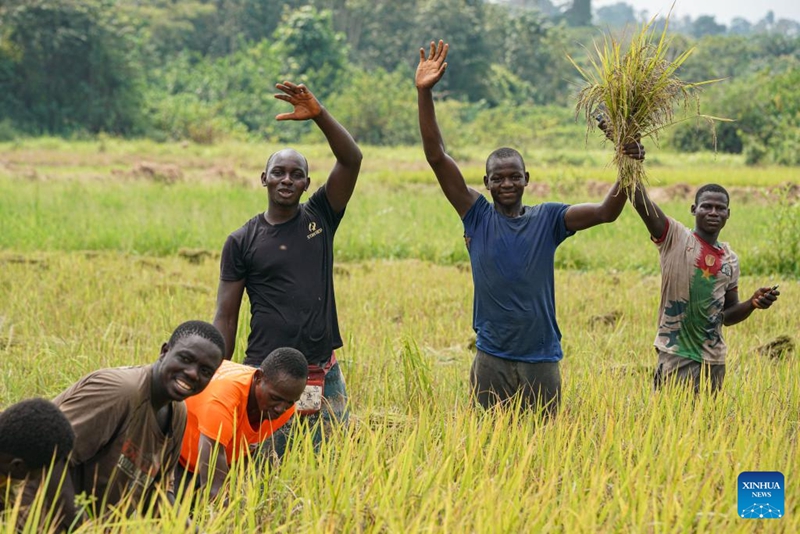 Pakar China Bantu Pesawah Cote d'Ivoire Banyakkan Hasil