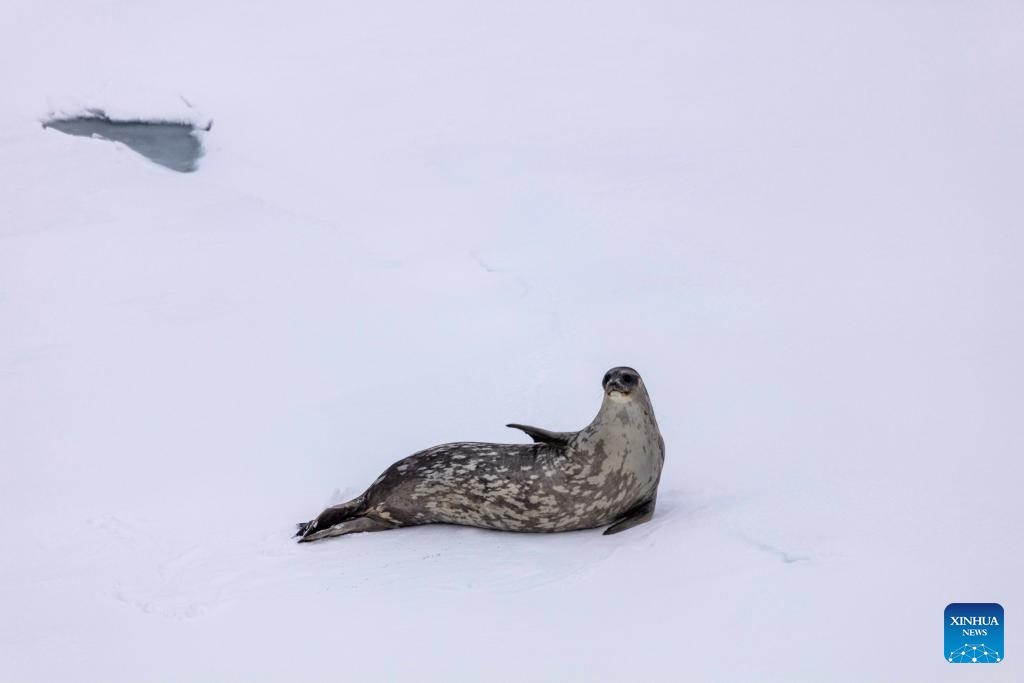 Foto bertarikh 8 Januari 2024 ini menunjukkan seekor anjing laut di Laut Amundsen. (Xinhua/Zhou Yuan)