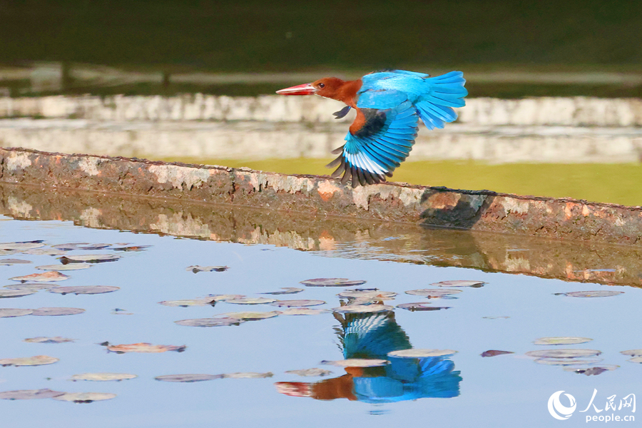 Burung Raja Udang Berleher Putih Dilihat di Xiamen