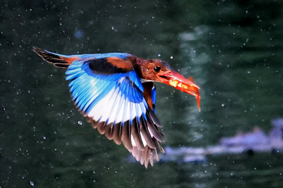 Burung Raja Udang Berleher Putih Dilihat di Xiamen