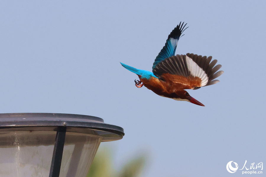 Burung Raja Udang Berleher Putih Dilihat di Xiamen