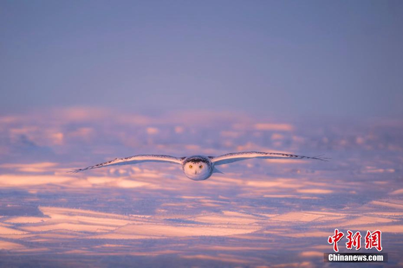 Dalam siri novel fantasi Harry Potter, burung hantu salji merupakan utusan yang penting bagi si watak utama. Dalam kehidupan sebenar, burung ini juga digemari ramai kerana telatah yang lucu dan rupa yang comel. (China News Service/ Tian Haolin)