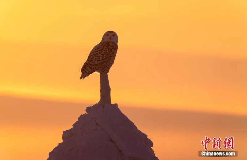 “Hedwig” di Medan Salji Hulunbuir